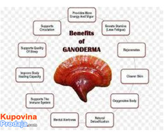 Ganoderma lucidum reishi gljiva - Fotografija 4/4