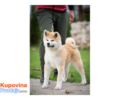 Akita inu, štenci vrhunskog kvaliteta - Fotografija 3/10