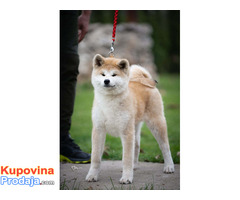 Akita inu, štenci vrhunskog kvaliteta - Fotografija 4/10