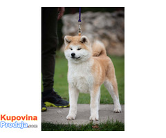 Akita inu, štenci vrhunskog kvaliteta - Fotografija 6/10