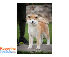 Akita inu, štenci vrhunskog kvaliteta - Fotografija 7/10