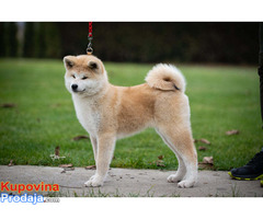 Akita inu, štenci vrhunskog kvaliteta - Fotografija 9/10