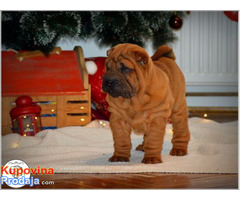 Shar Pei izvanredno leglo - Fotografija 1/10