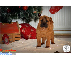 Shar Pei izvanredno leglo - Fotografija 2/10