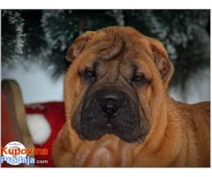 Shar Pei izvanredno leglo - Fotografija 4/10