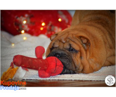 Shar Pei izvanredno leglo - Fotografija 5/10