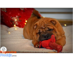 Shar Pei izvanredno leglo - Fotografija 6/10