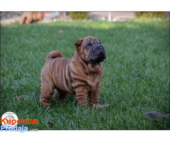 Shar Pei izvanredno leglo - Fotografija 7/10