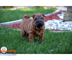 Shar Pei izvanredno leglo - Fotografija 8/10