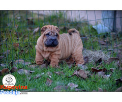 Shar Pei izvanredno leglo - Fotografija 9/10