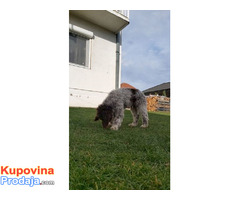 LAGOTTO Romanjolo, još 2 mužjaka - Fotografija 4/6