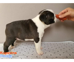 Prelepi štenci BOSTON terijera Prelepi štenci BOSTON terijera