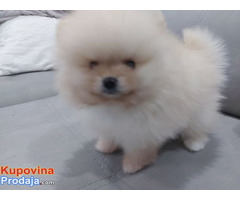 Pomeranac - Fotografija 5/5