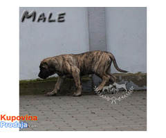 Presa Canario stenci - Fotografija 5/10