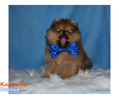 Prelepi  BOO POMERANCI - Fotografija 3/3