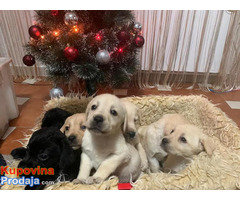 Štenci labrador retrivera - Fotografija 8/10