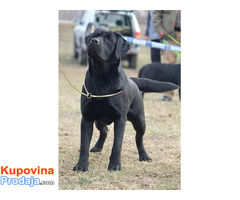 Štenci labrador retrivera - Fotografija 10/10