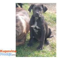 Cane Corso, stenci - Fotografija 3/5