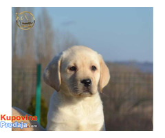 Labrador retriver - novo leglo - Fotografija 2/7