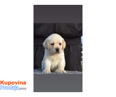 Labrador retriver - novo leglo - Fotografija 3/7