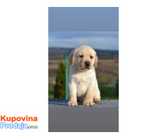 Labrador retriver - novo leglo - Fotografija 4/7