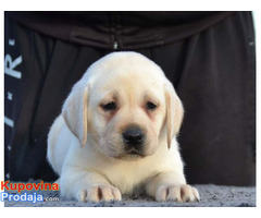 Labrador retriver - novo leglo - Fotografija 5/7