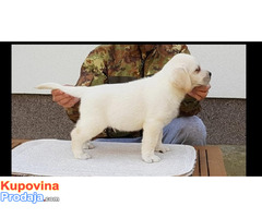 Top leglo labrador retrivera