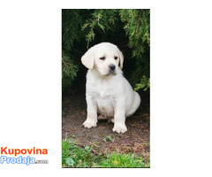 Top leglo labrador retrivera