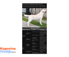 Top leglo labrador retrivera - Fotografija 6/7