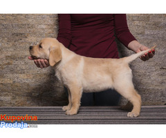 Labrador retriver štenci - Fotografija 1/5