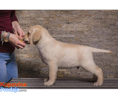 Labrador retriver štenci - Fotografija 4/5