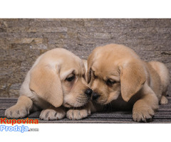 Labrador retriver štenci - Fotografija 5/5