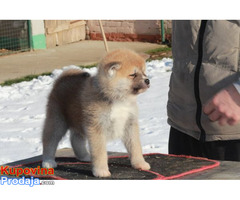 Akita inu - Fotografija 6/10