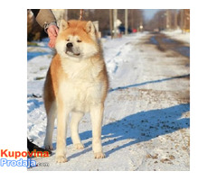 Akita inu - Fotografija 10/10