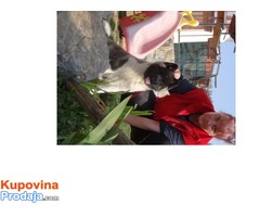 Američka akita - Fotografija 4/6