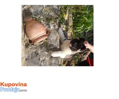 Američka akita - Fotografija 6/6