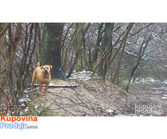 Boerboel Juznoafricki masiff
