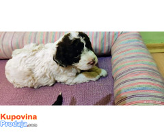 Lagotto romagnolo - Fotografija 2/4