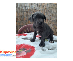 Stenci cane corso - Fotografija 1/9