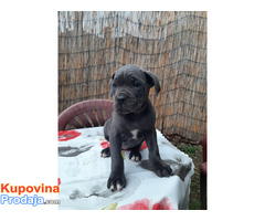 Stenci cane corso - Fotografija 2/9