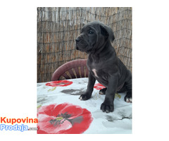 Stenci cane corso - Fotografija 3/9