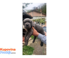 Stenci cane corso - Fotografija 4/9