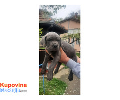 Stenci cane corso - Fotografija 5/9