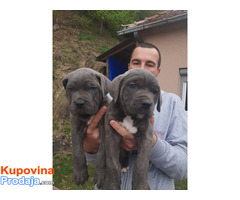 Stenci cane corso - Fotografija 6/9