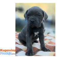 Stenci cane corso - Fotografija 7/9