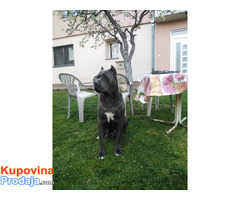 Stenci cane corso - Fotografija 9/9