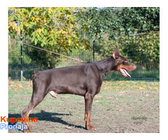 Doberman štenci - Fotografija 5/7