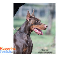 Doberman štenci - Fotografija 6/7