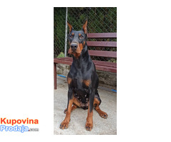 Doberman štenci - Fotografija 7/7