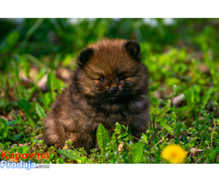 Pomeranski špic, štenci - Fotografija 4/10